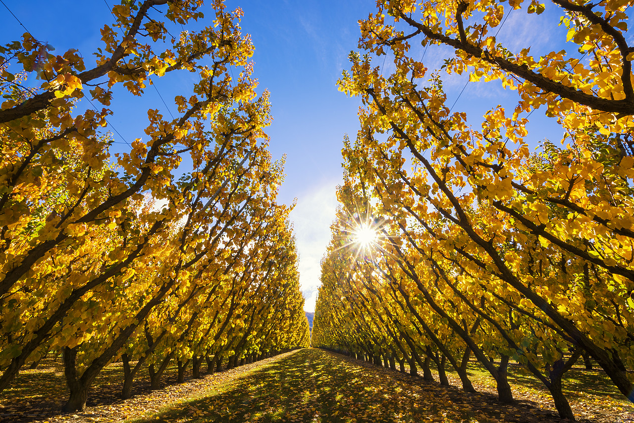 #160224-1 - Apricot Trees in Autumn, Cromwell, New Zealand