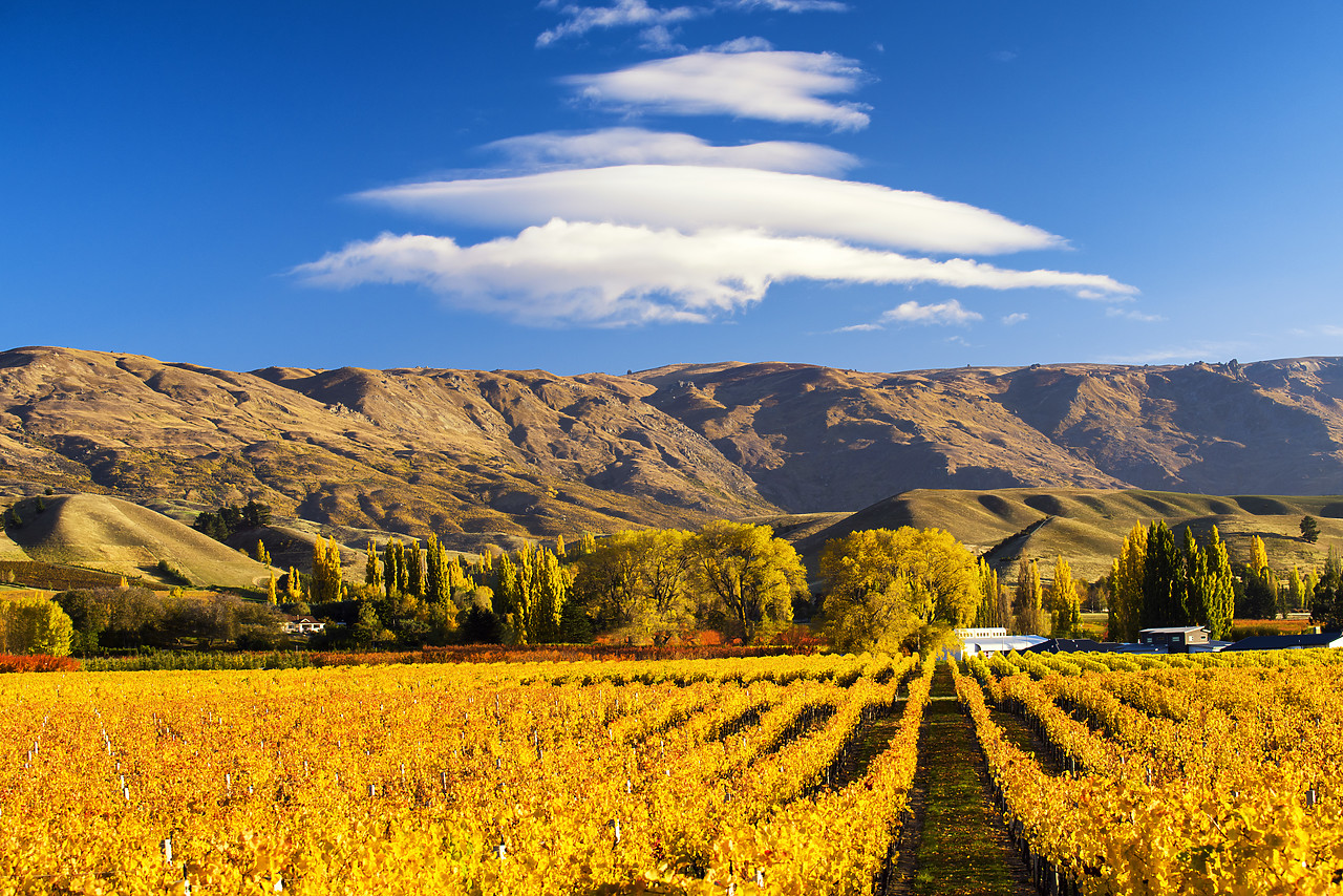 #160226-1 - Vineyards in Autumn, Cromwell, New Zealand