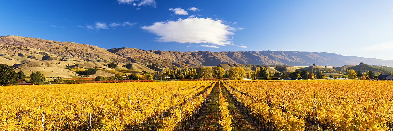 #160227-1 - Vineyards in Autumn, Cromwell, New Zealand