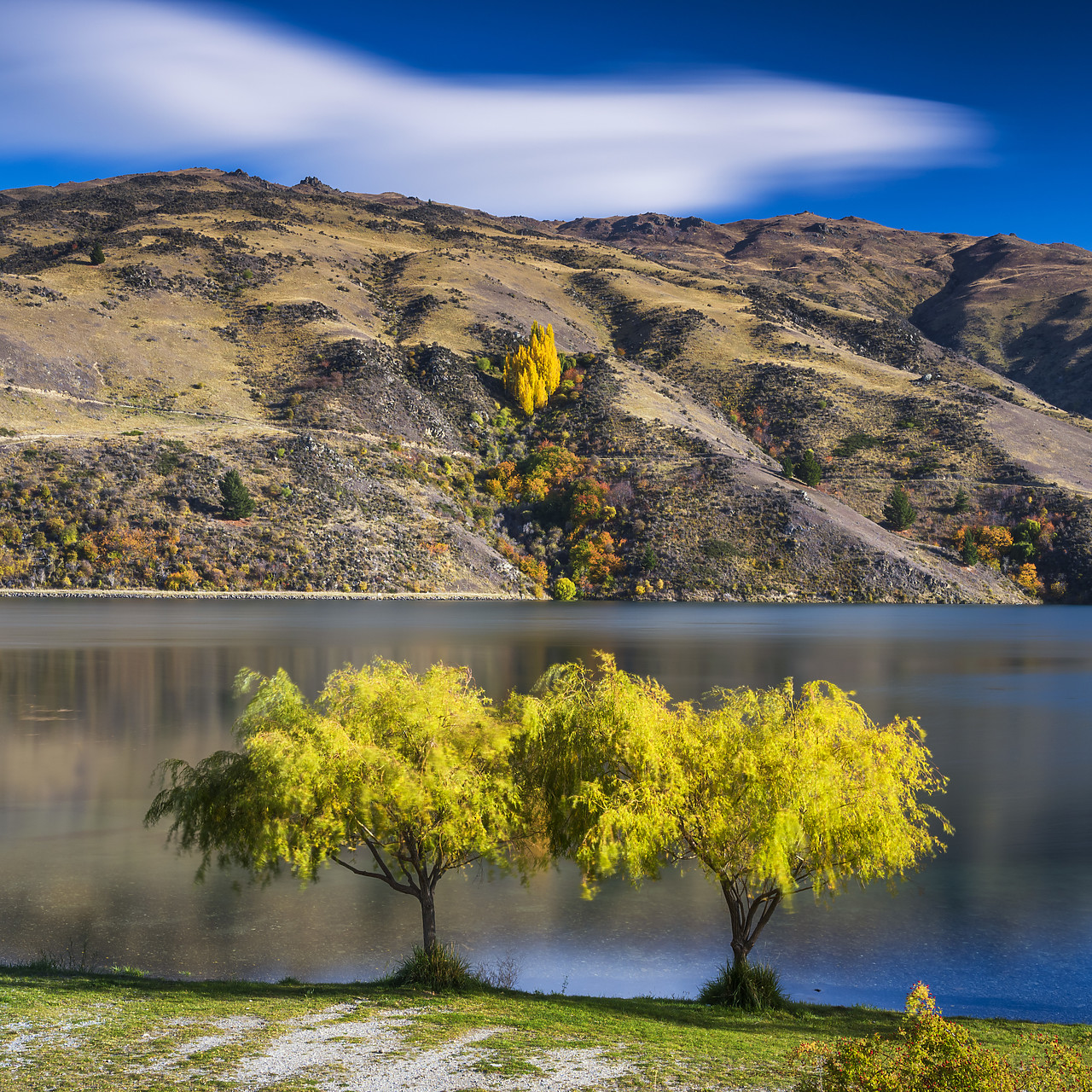 #160228-1 - Willow Trees, New Zealand