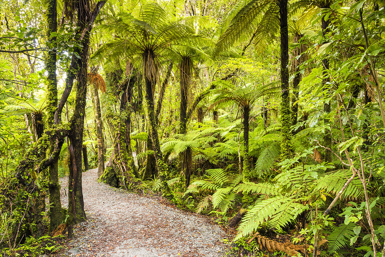 #160235-1 - Path Through Tropical Rainforest, near Fox Glacier, New Zealand