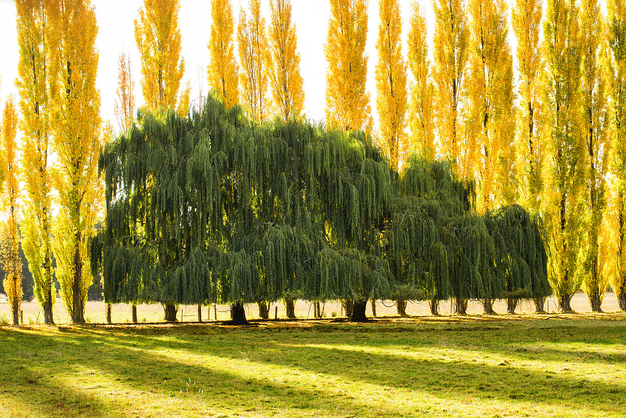 #160250-1 - Willow & Poplar Trees in Autumn, New Zealand