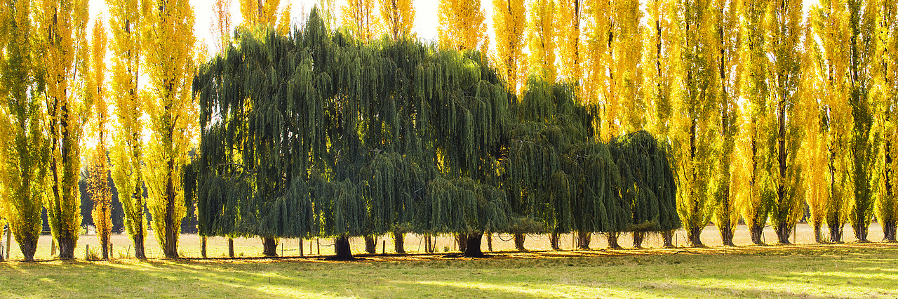 #160250-2 - Willow & Poplar Trees in Autumn, New Zealand