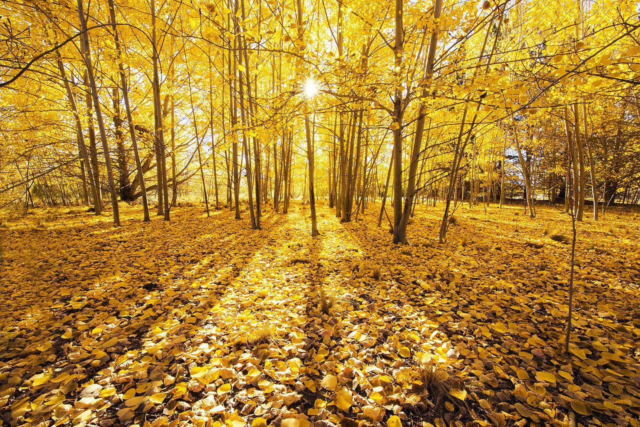 #160265-1 - Silver Birch Trees in Autumn, New Zealand