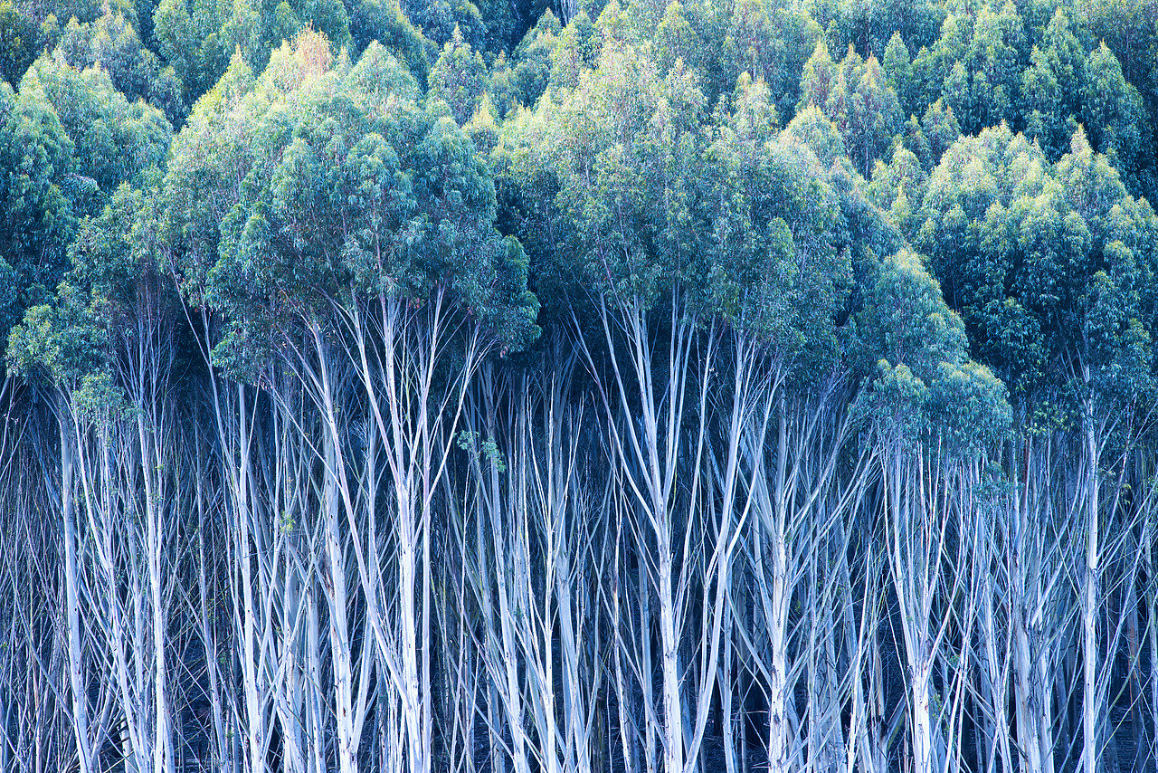 #160266-1 - Gum Trees, New Zealand