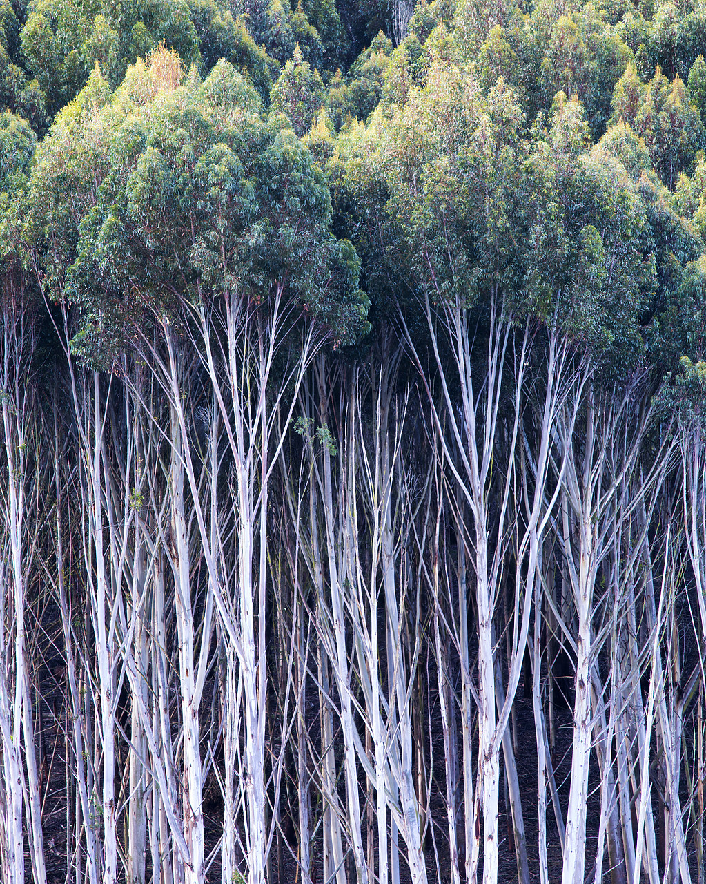 #160266-2 - Gum Trees, New Zealand