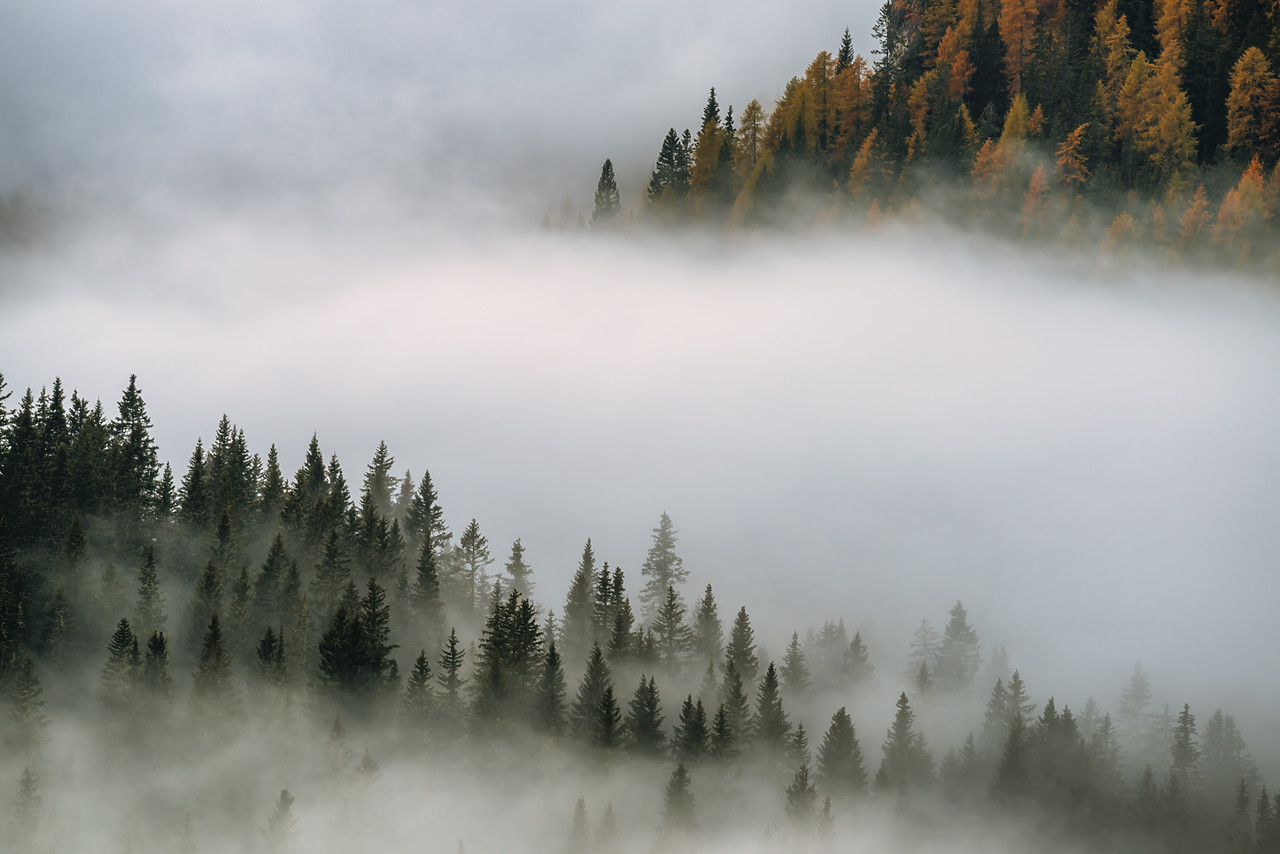 #160401-1 - Mountain Forest in Mist, Dolomites, South Tyrol, Italy