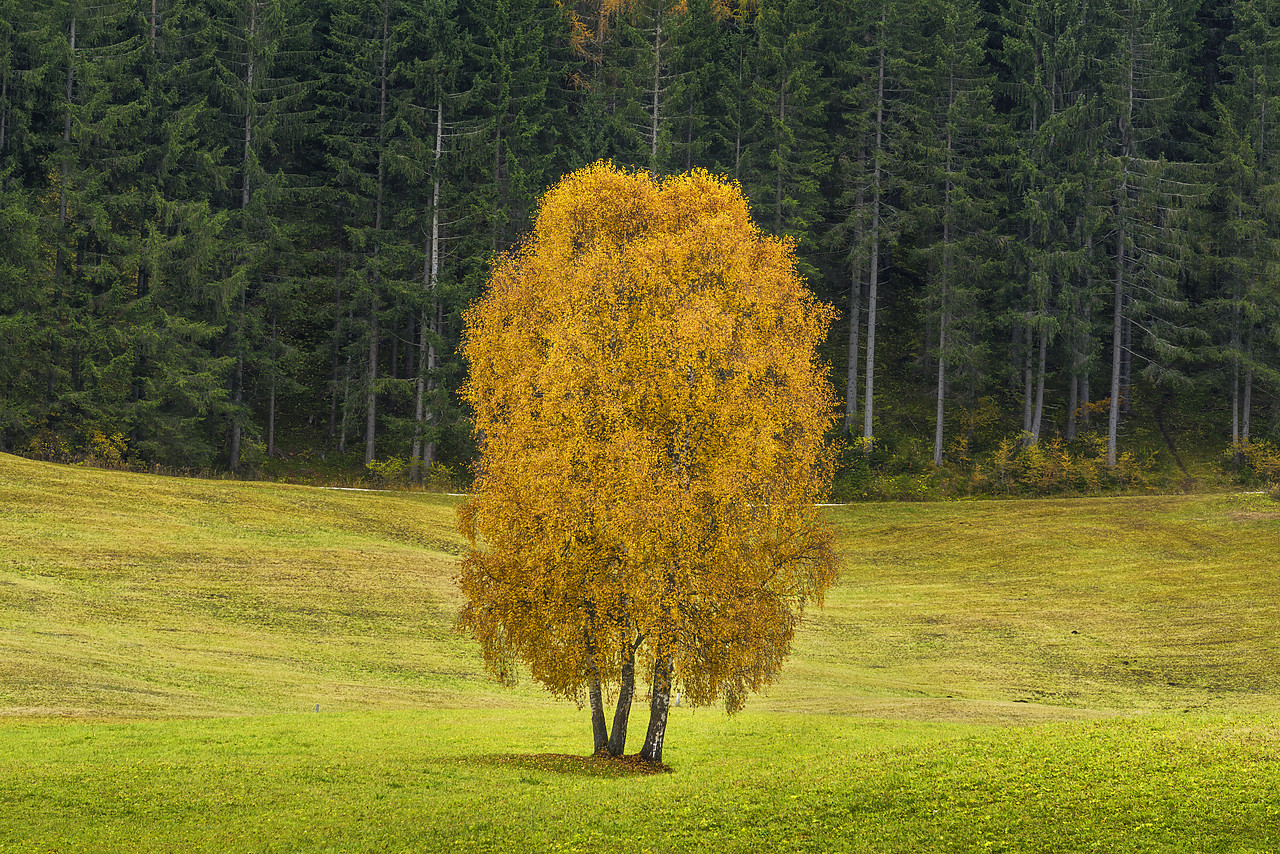 #160402-1 - Silver Birch Tree in Autumn, Dolomites, South Tyrol, Italy