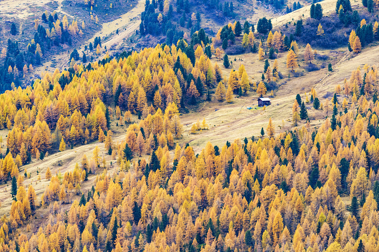 #160411-1 - Alpine Barn & Autumn Larches, Dolomites, Veneto, Italy