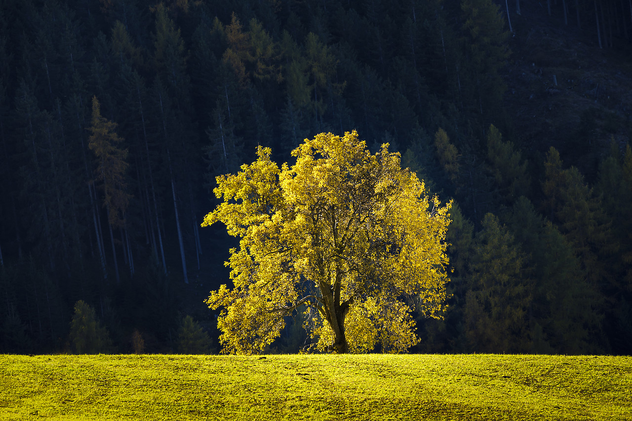 #160416-1 - Autumn Tree, Val di Funes, Dolomites, South Tyrol, Italy