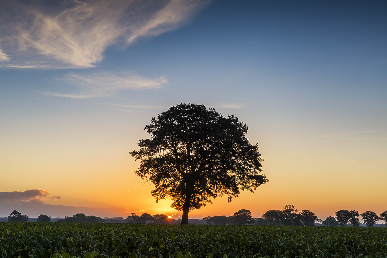 #160424-1 - Tree at Sunrise, Norfolk, England