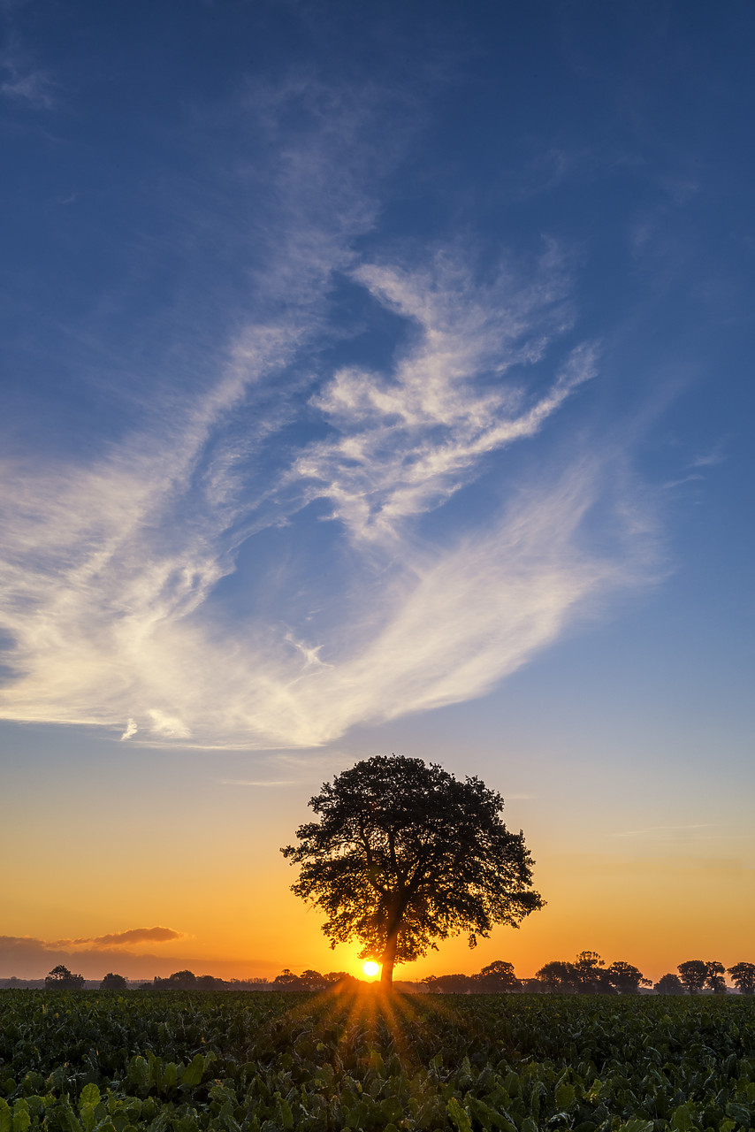 #160425-1 - Tree at Sunrise, Norfolk, England