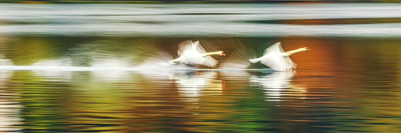 #160483-1 - Swans Taking Flight, Lake Bled, Slovenia