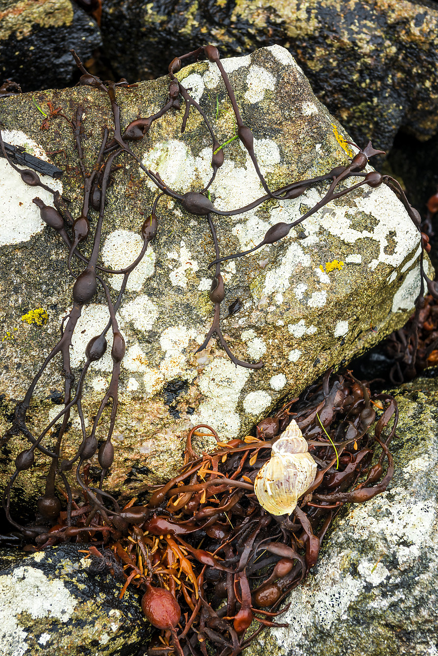 #160504-1 - Winkle Shell & Bladderwrack, Isle of Lewis, Outer Hebrides, Scotland