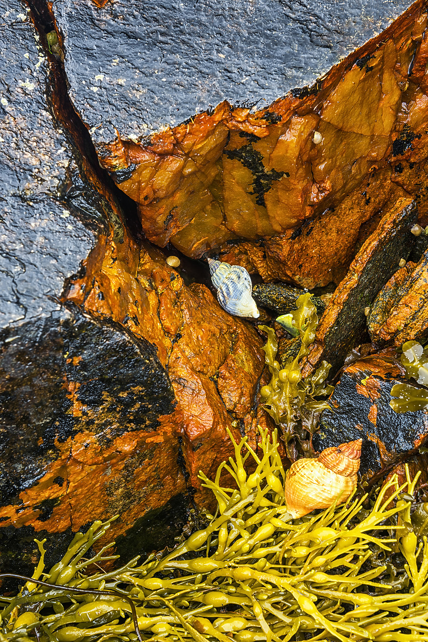 #160505-1 - Winkle Shells & Bladderwrack, Isle of Lewis, Outer Hebrides, Scotland