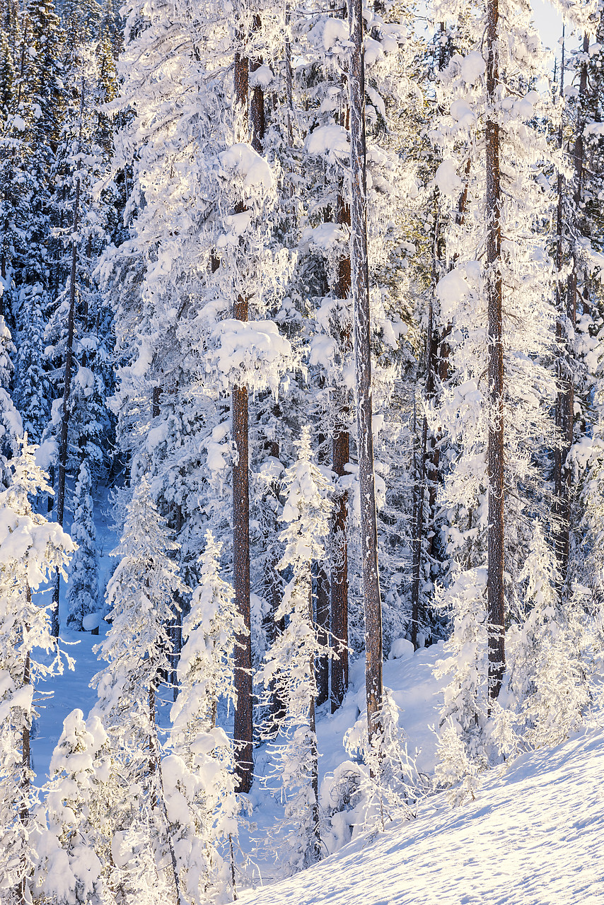 #170007-1 - Pine Trees in Winter, Yoho National Park, British Columbia, Canada