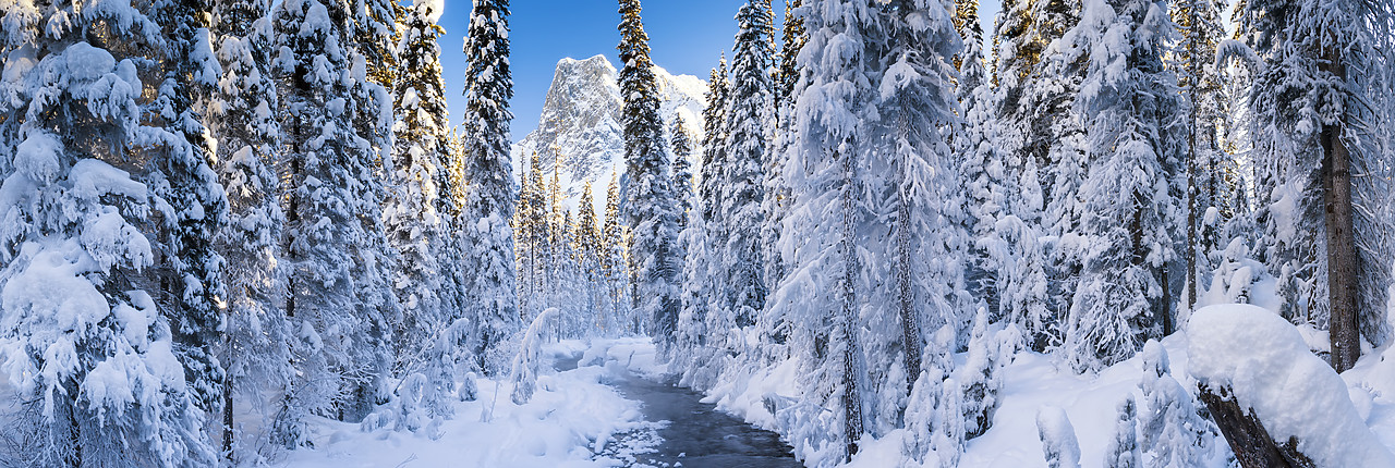#170011-1 - Mt. Burgess & Snow-covered Pine Trees, Yoho National Park, British Columbia, Canada