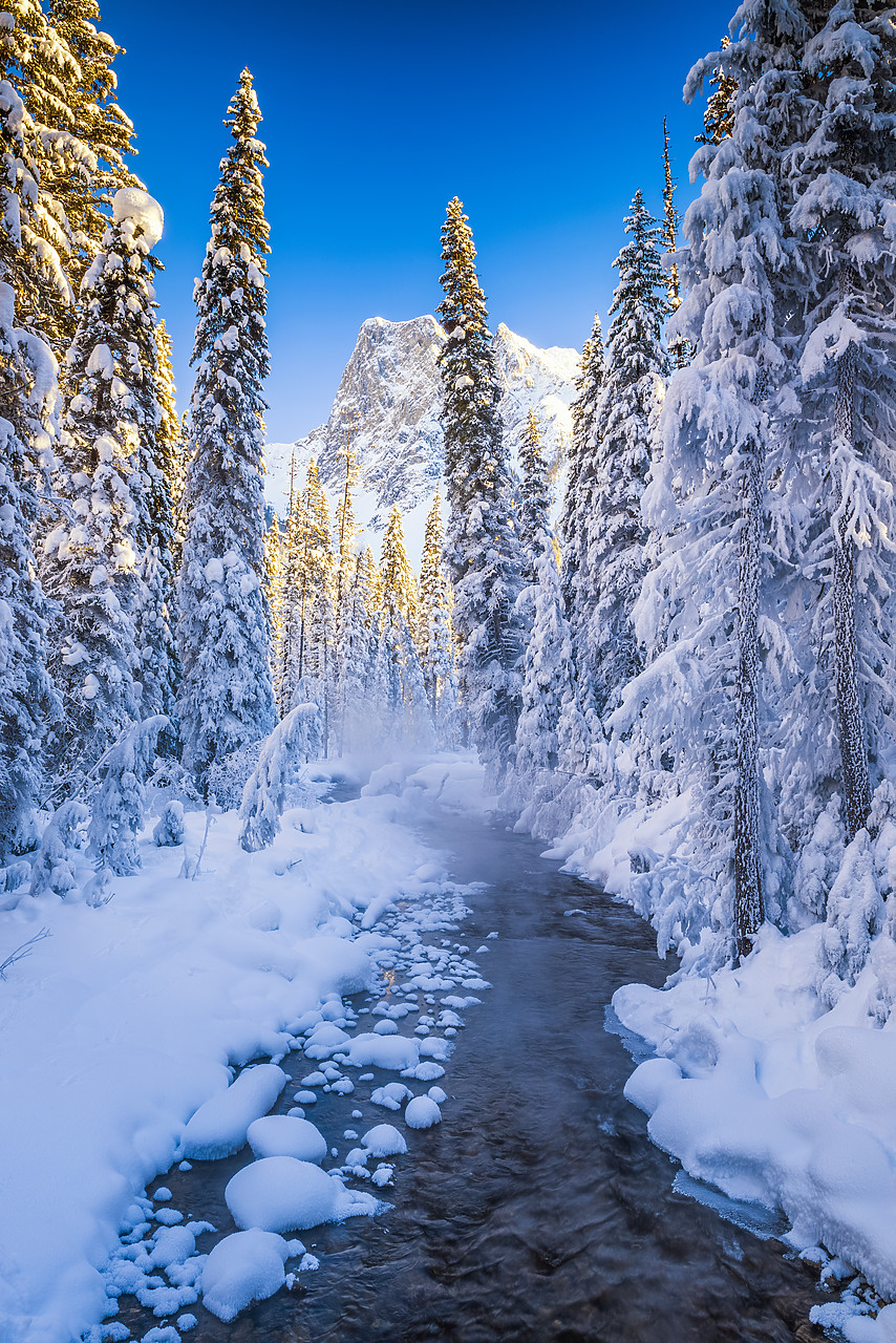 #170011-3 - Mt. Burgess & Snow-covered Pine Trees, Yoho National Park, British Columbia, Canada