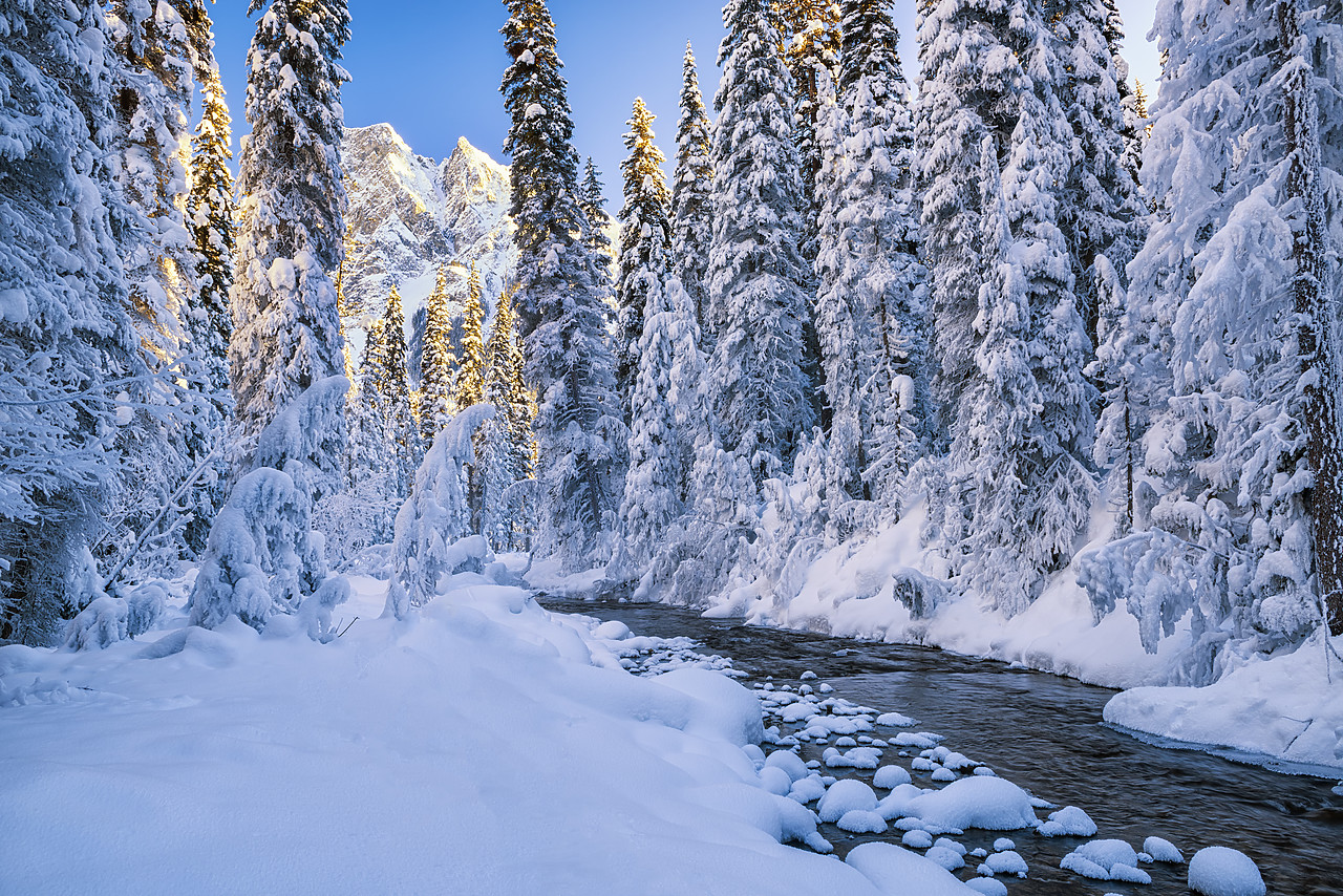 #170012-1 - Mt. Burgess & Snow-covered Pine Trees, Yoho National Park, British Columbia, Canada
