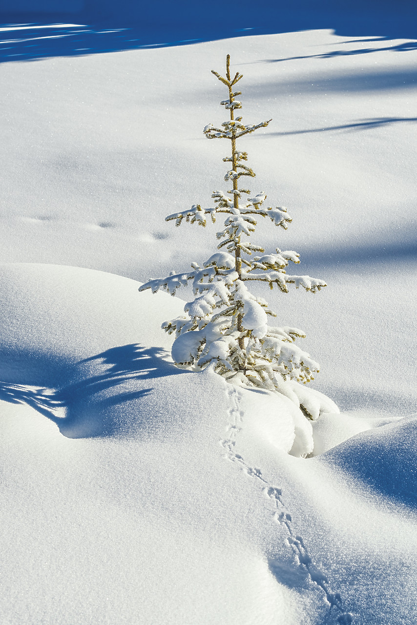 #170022-1 - Pine Tree in Fresh Snow, Banff National  Park, Alberta, Canada