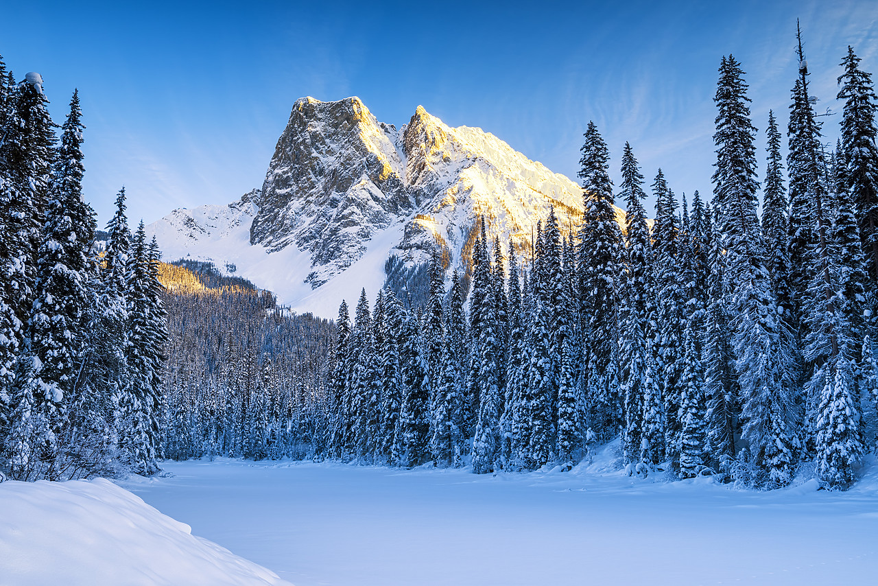 #170027-1 - Mt. Burgess & Snow-covered Pine Trees, Yoho National Park, British Columbia, Canada