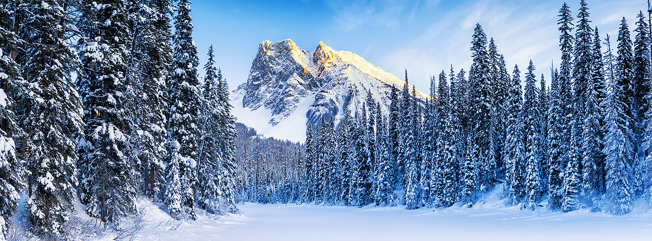 #170027-2 - Mt. Burgess & Snow-covered Pine Trees, Yoho National Park, British Columbia, Canada