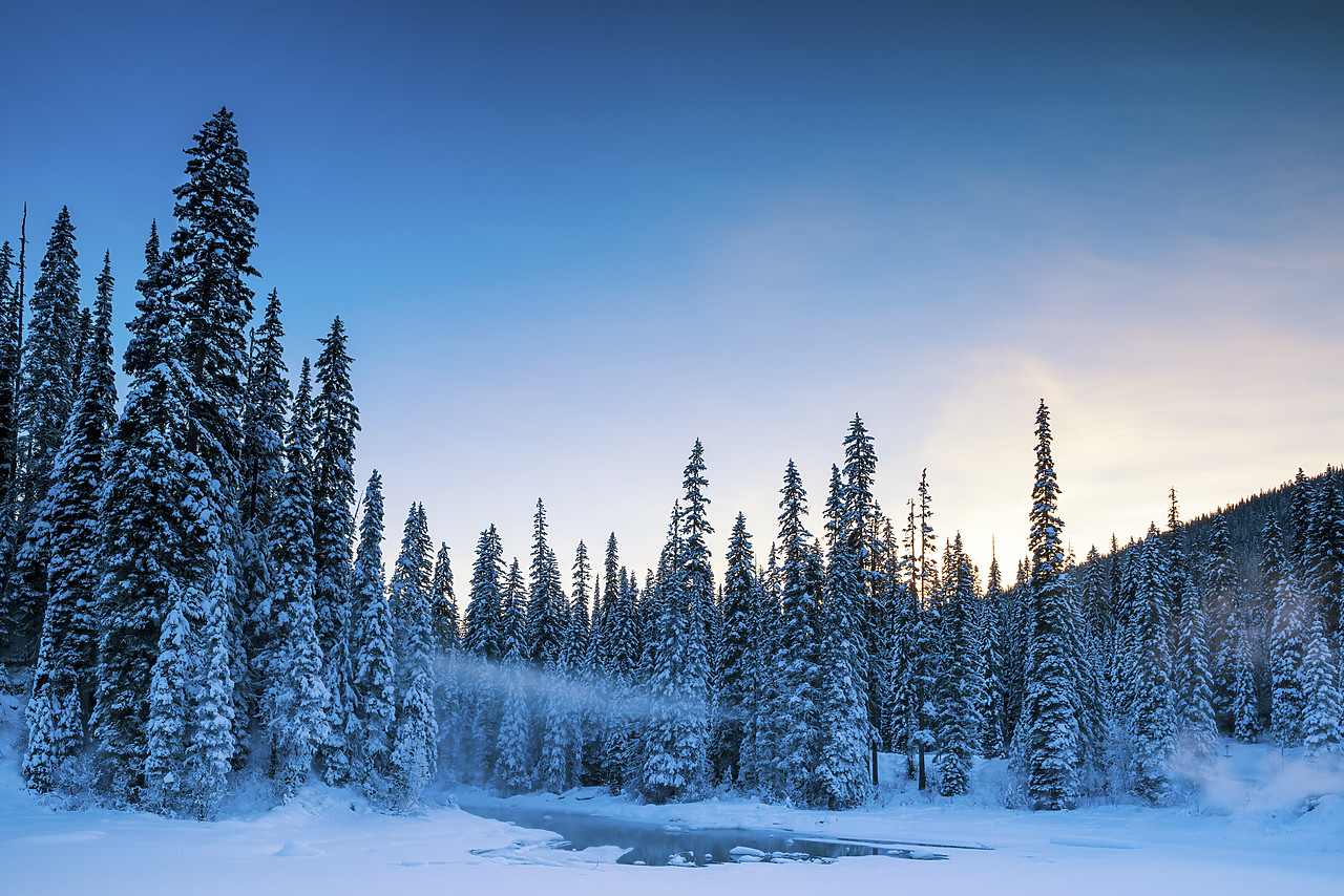 #170028-1 - Snow-covered Pine Trees, Yoho National Park, British Columbia, Canada