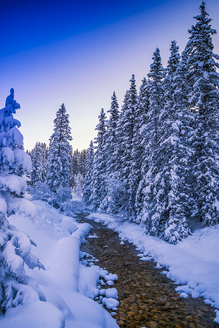 #170065-1 - Snow-covered Pine Trees along Stream, Banff National Park, Alberta, Canada