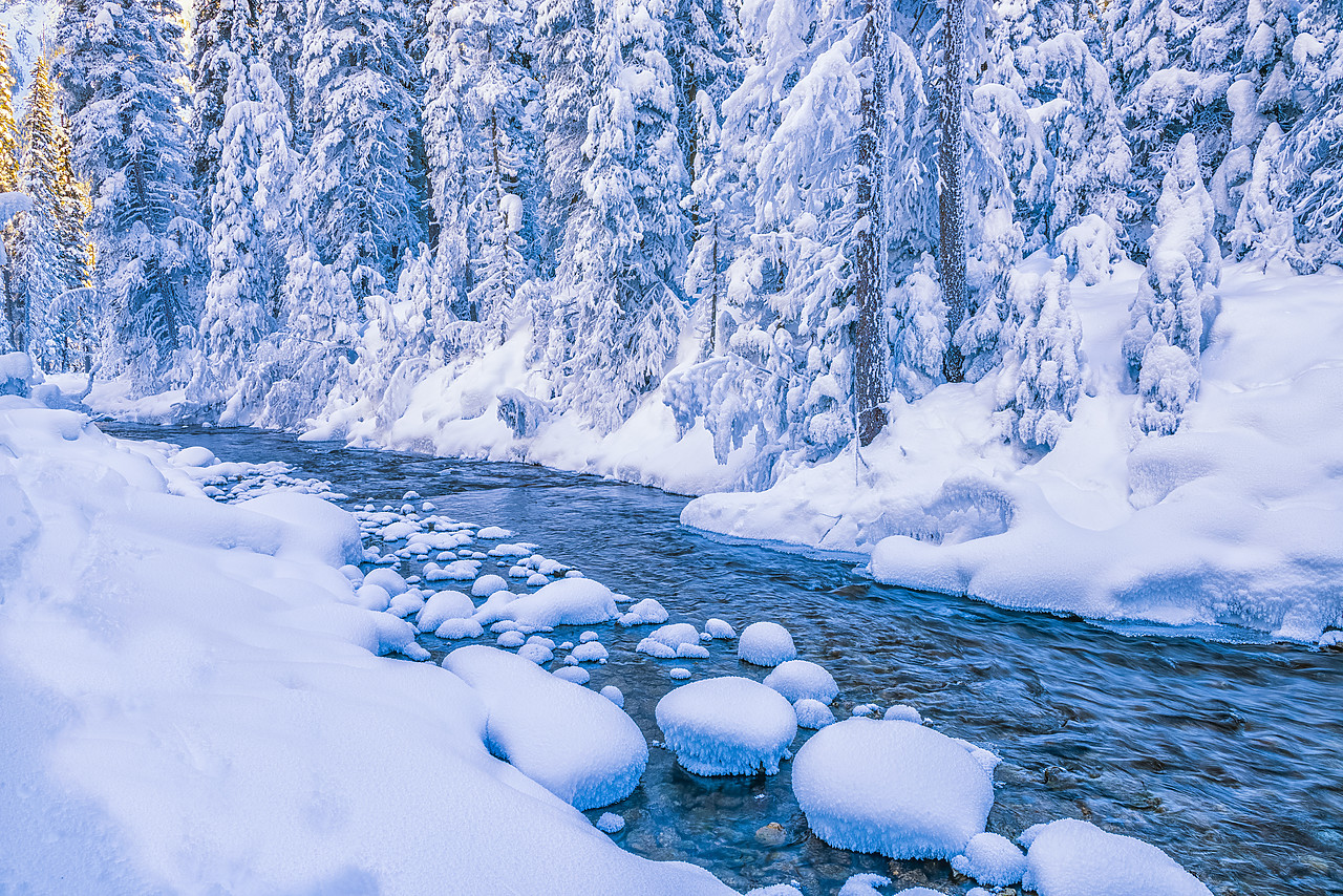 #170066-1 - Snow-covered Pine Trees along River, Yoho National Park, British Columbia, Canada