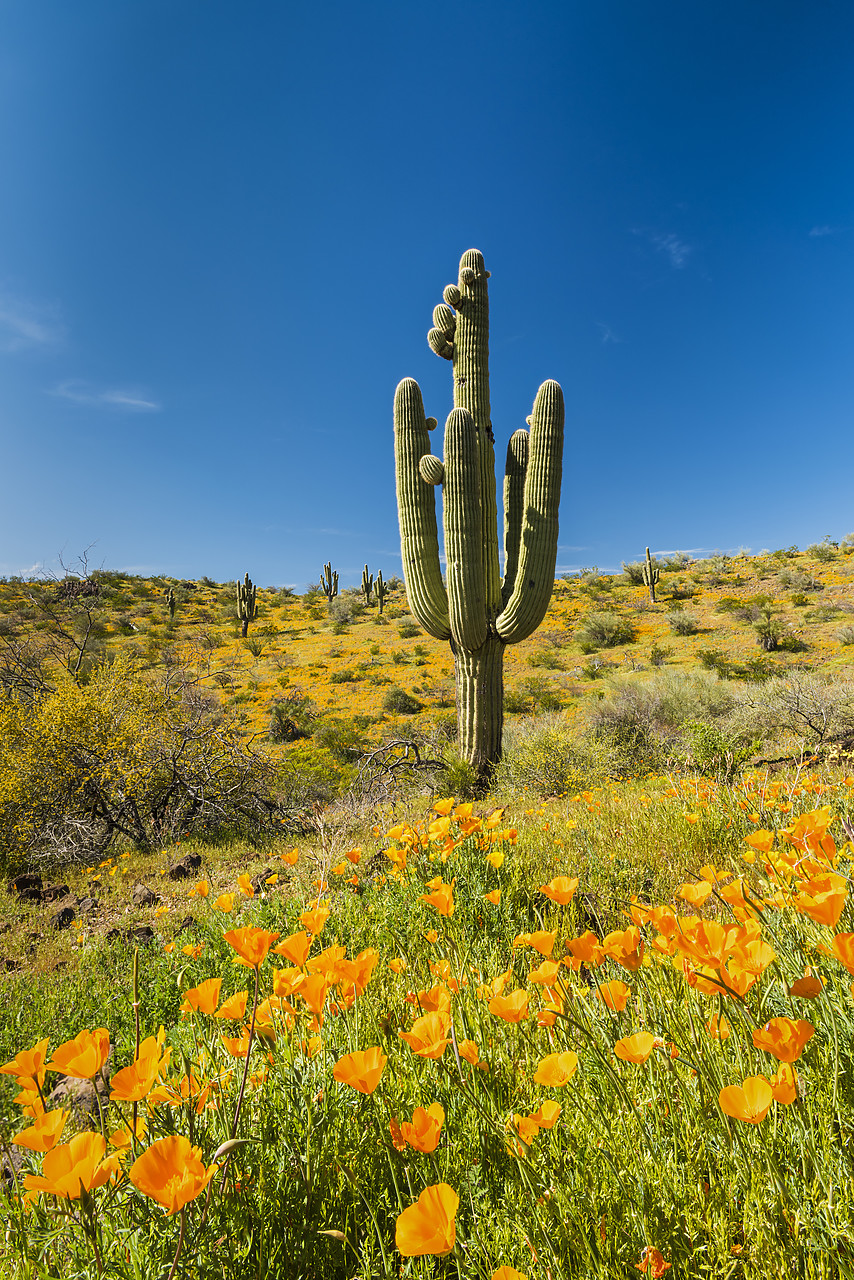 #170106-1 - Saguaro Cactus & Poppies, Peridot, Arizona, USA