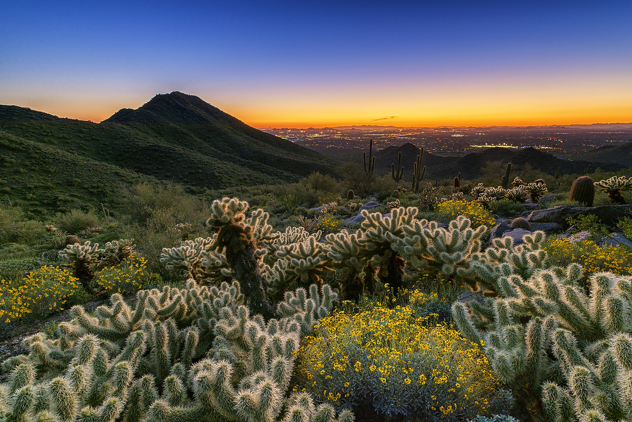 #170108-1 - Cholla Cacti & Brittlebush at Sunset, Scottsdale, Arizona, USA