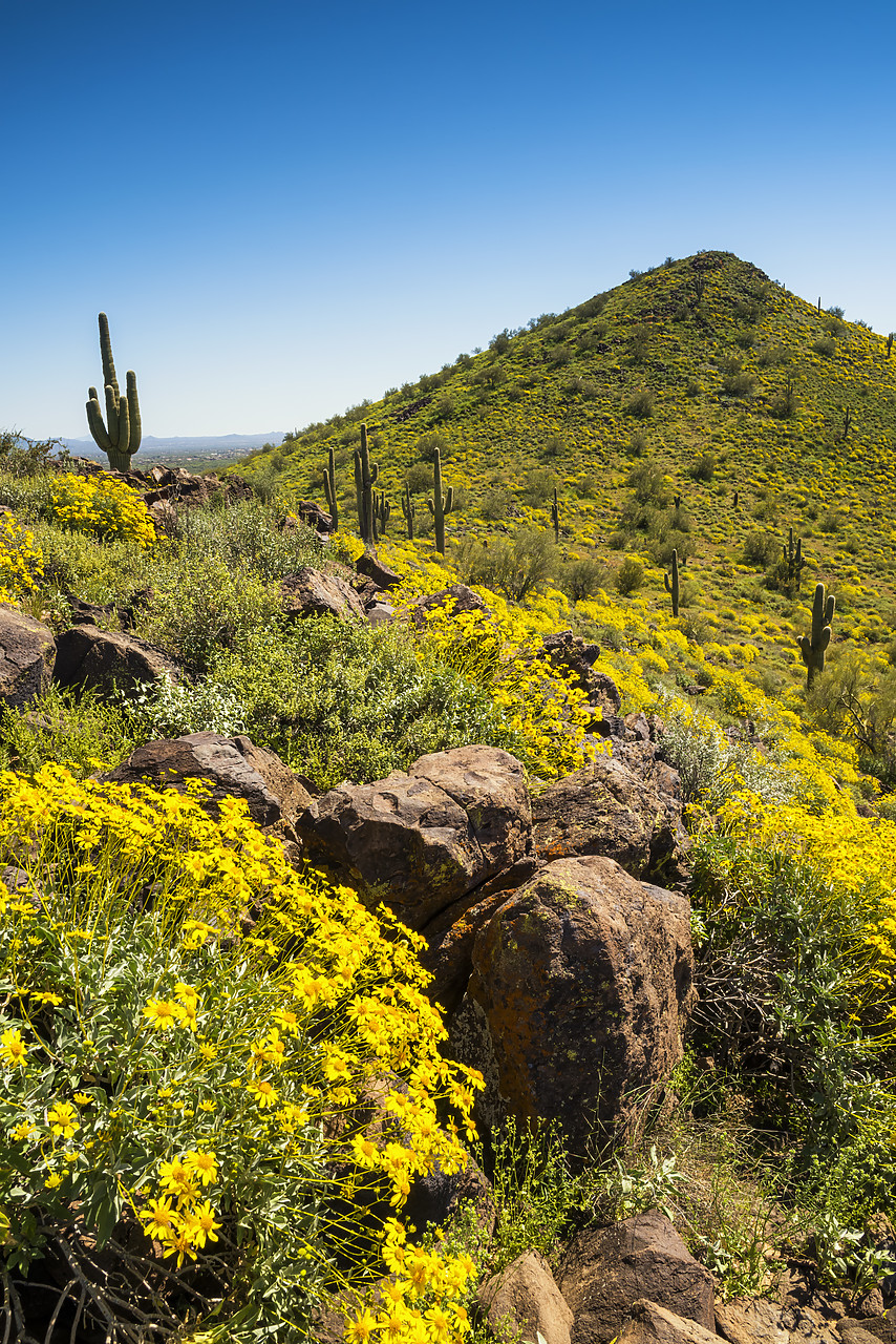 #170111-2 - Desert in Bloom, Anthem, Arizona, USA