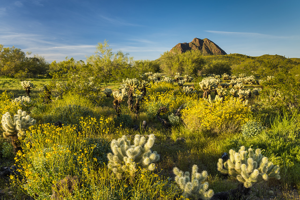 #170114-1 - Desert in Bloom, Anthem, Arizona, USA