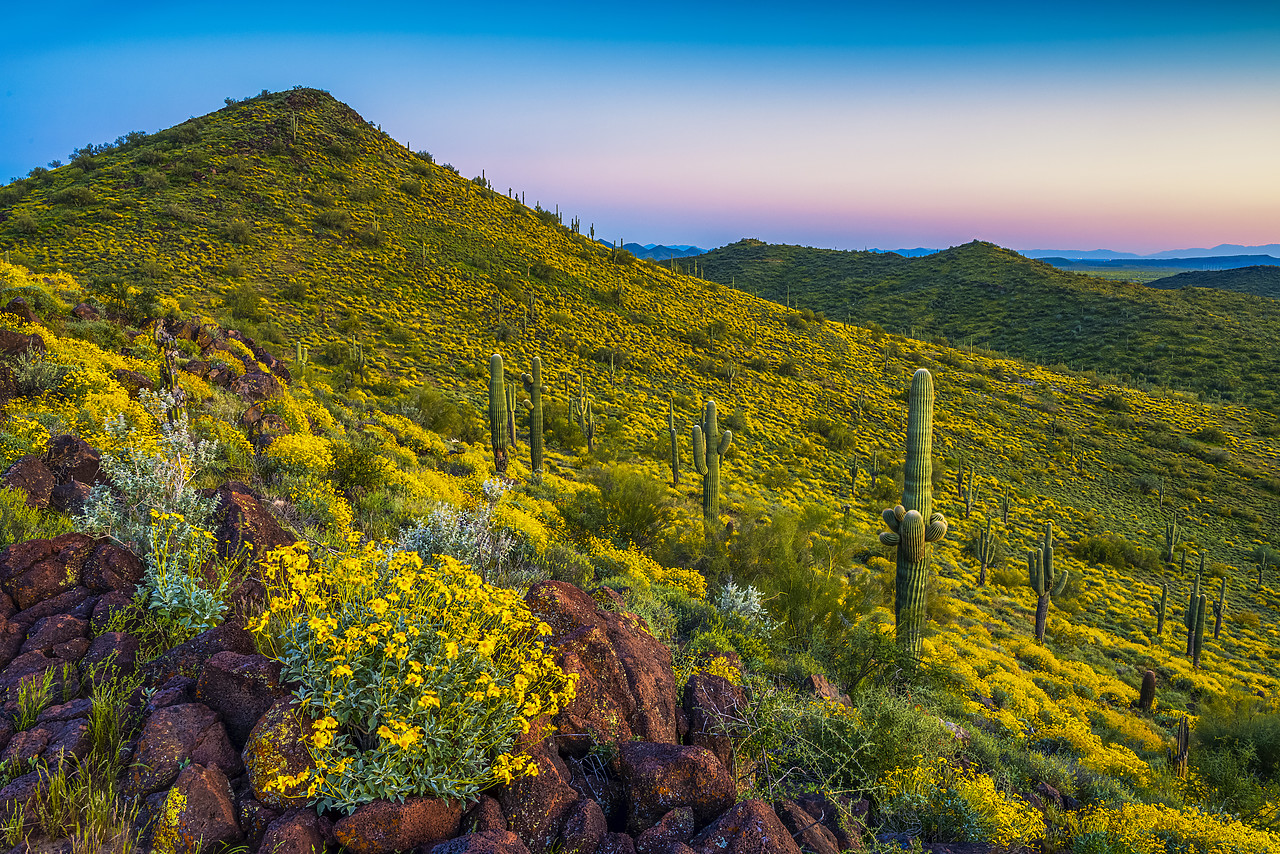 #170115-1 - Desert in Bloom, Anthem, Arizona, USA