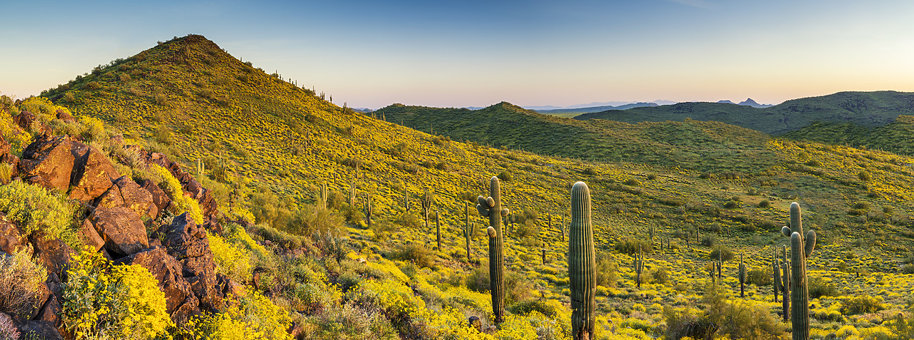 #170115-2 - Desert in Bloom, Anthem, Arizona, USA