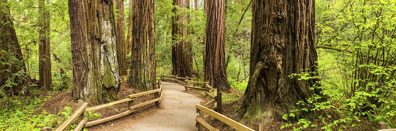 #170150-1 - Path Through Giant Redwoods, Muir Woods National Monument, California, USA