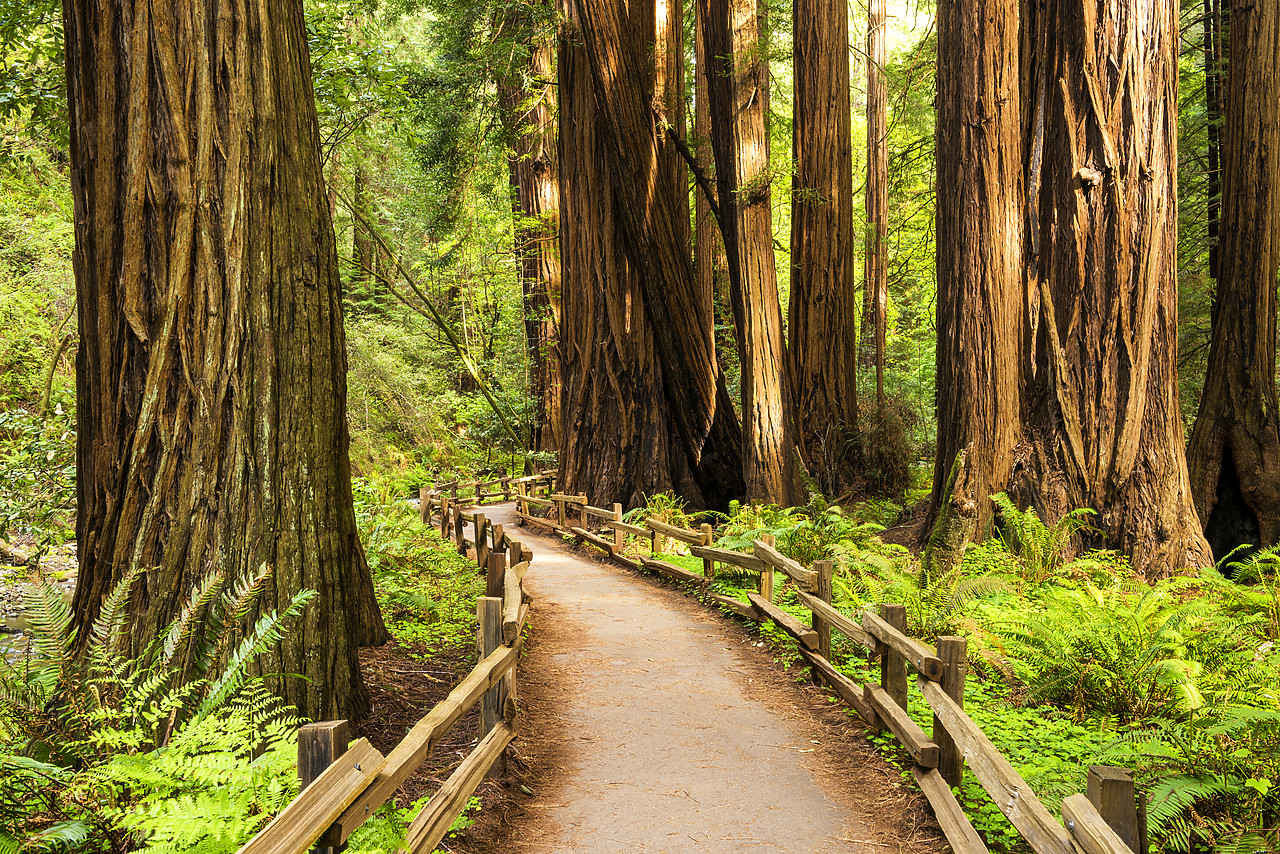 #170150-3 - Path Through Giant Redwoods, Muir Woods National Monument, California, USA