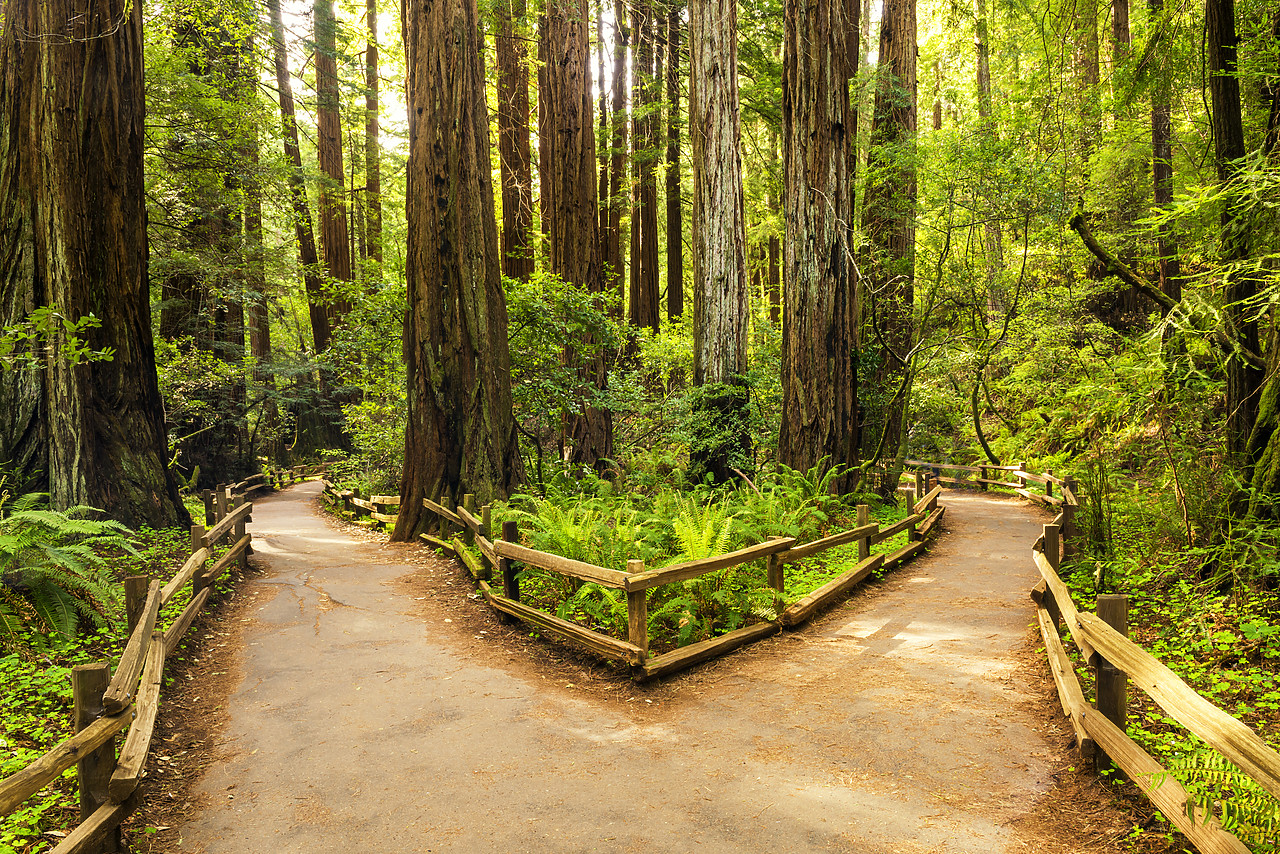 #170151-1 - Divided Path Through Giant Redwoods, Muir Woods National Monument, California, USA