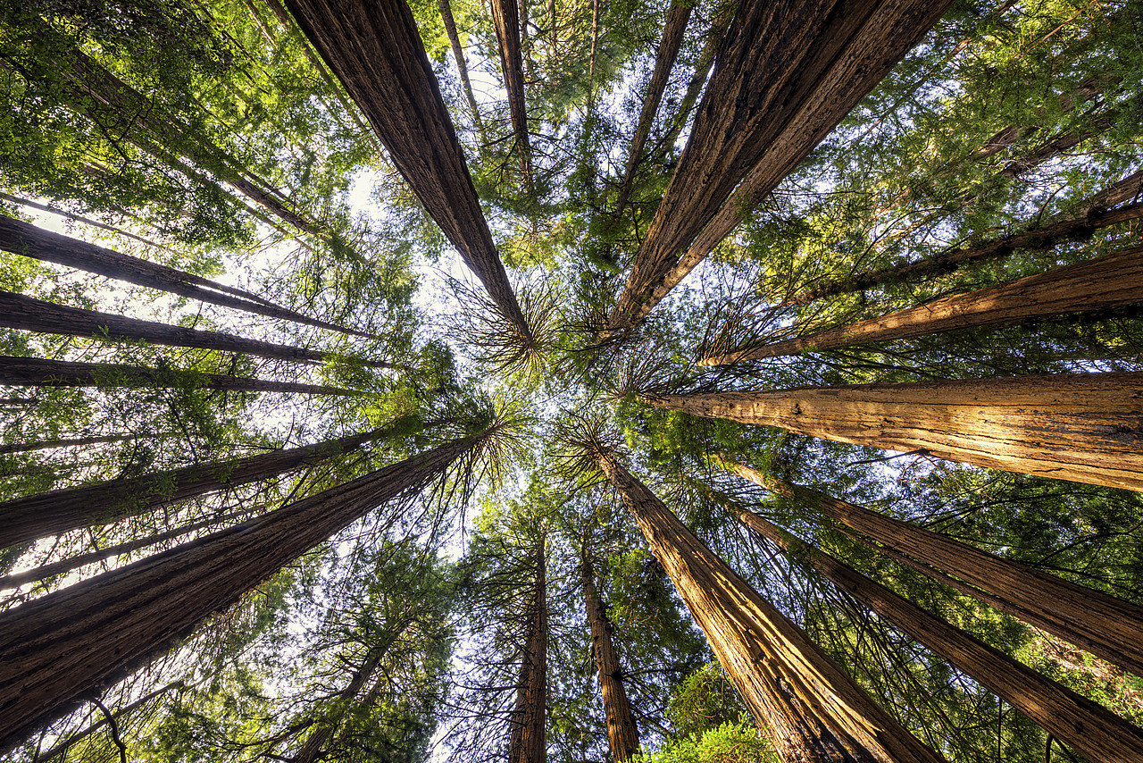 #170152-1 - Towering Giant Redwoods, Muir Woods National Monument, California, USA