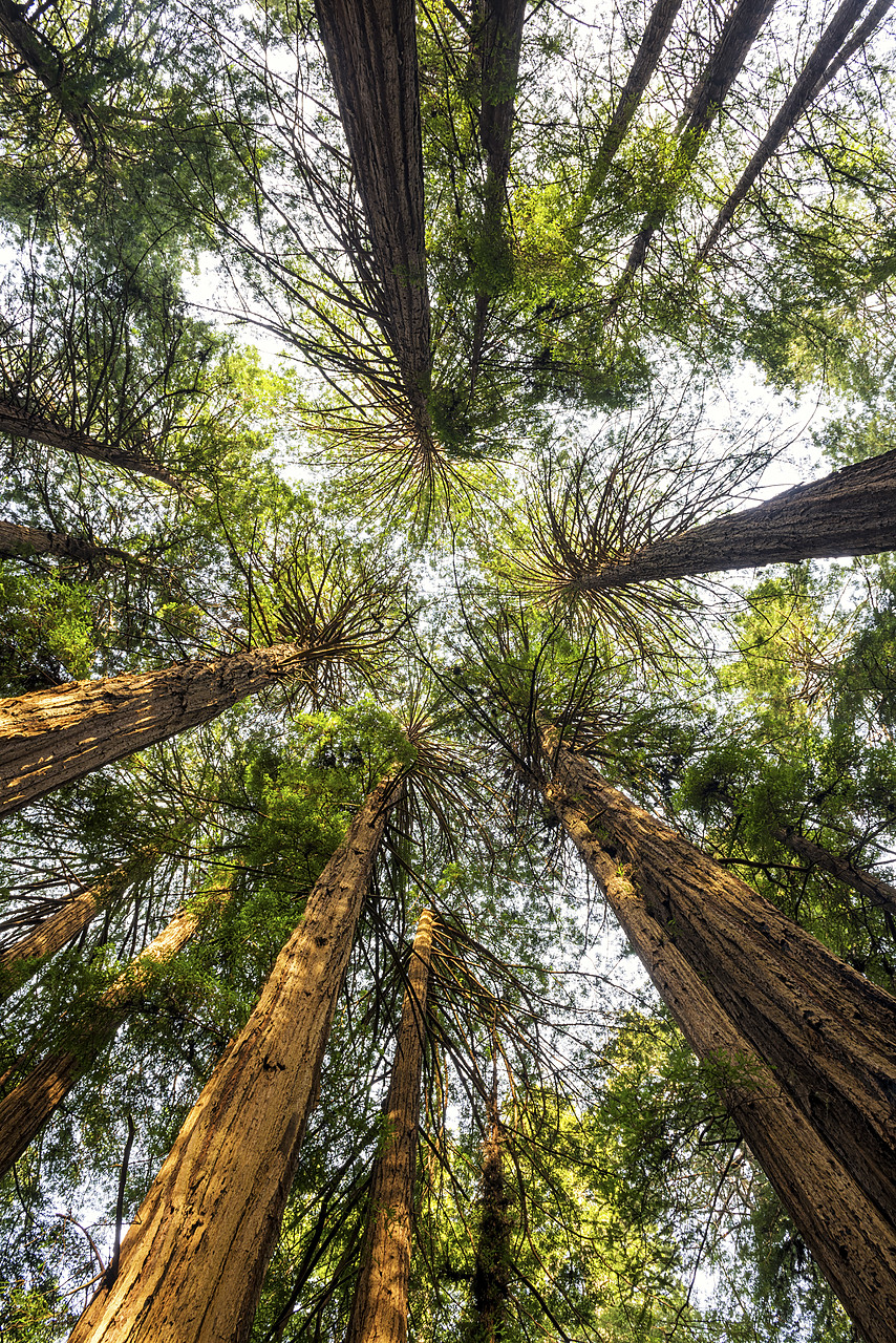 #170152-2 - Towering Giant Redwoods, Muir Woods National Monument, California, USA