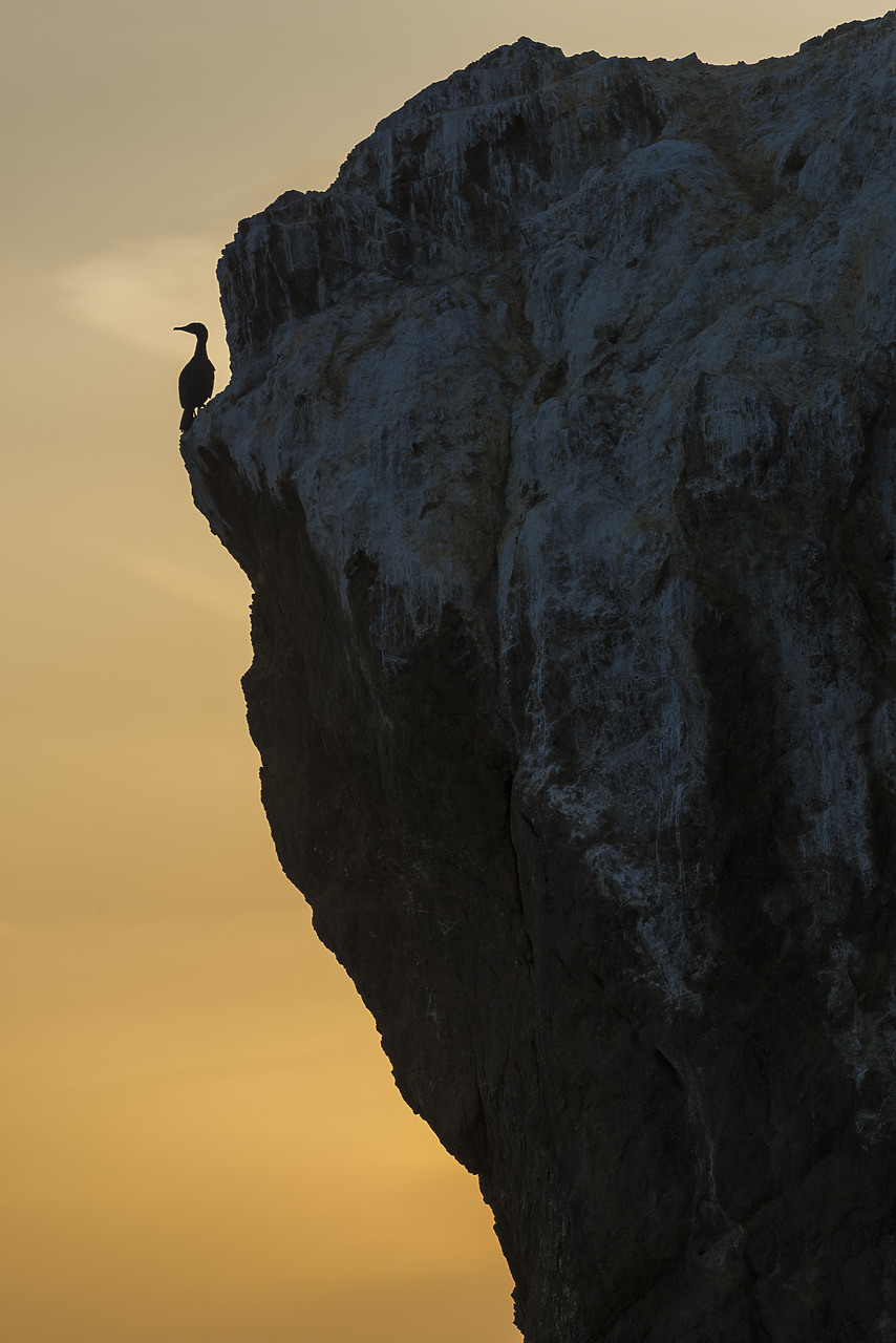 #170156-1 - Cormorant on Coastal Cliffside, Los Angeles, California, USA