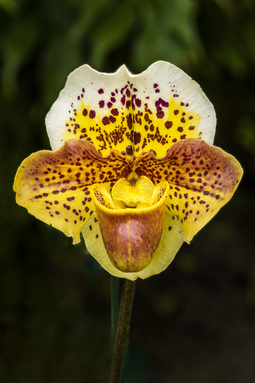 #170199-1 - Orchid, LA Arboretum, Los Angeles, California, USA