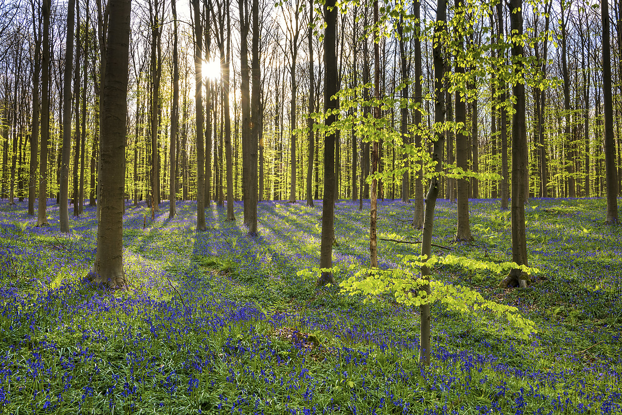 #170288-1 - Bluebell Flowers (Hyacinthoides non-scripta) Carpet Hardwood Beech Forest,  Hallerbos Forest, Belgium