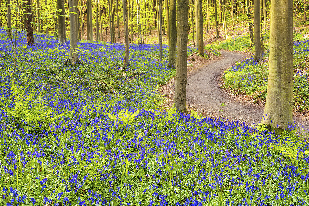 #170289-1 - Bluebell Flowers (Hyacinthoides non-scripta) Carpet Hardwood Beech Forest,  Hallerbos Forest, Belgium