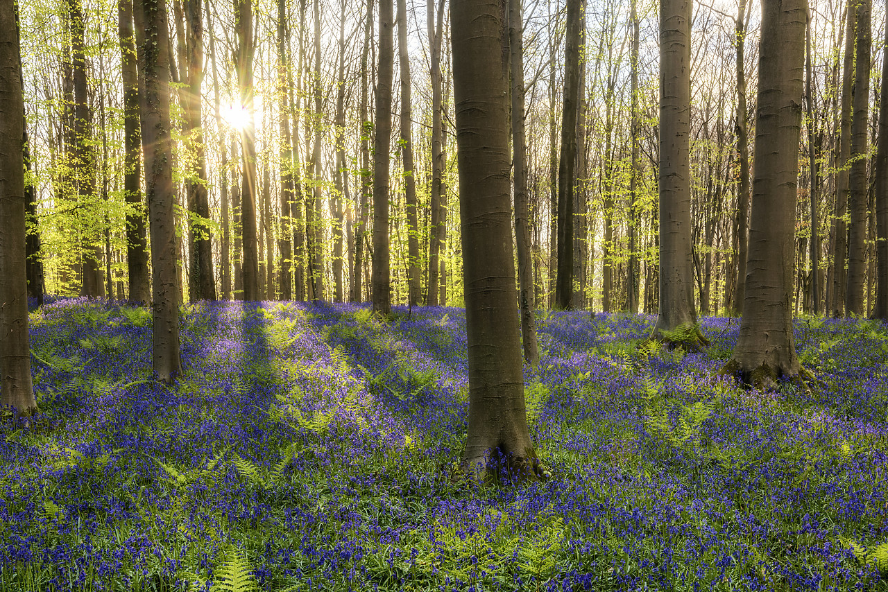 #170290-1 - Bluebell Flowers (Hyacinthoides non-scripta) Carpet Hardwood Beech Forest,  Hallerbos Forest, Belgium