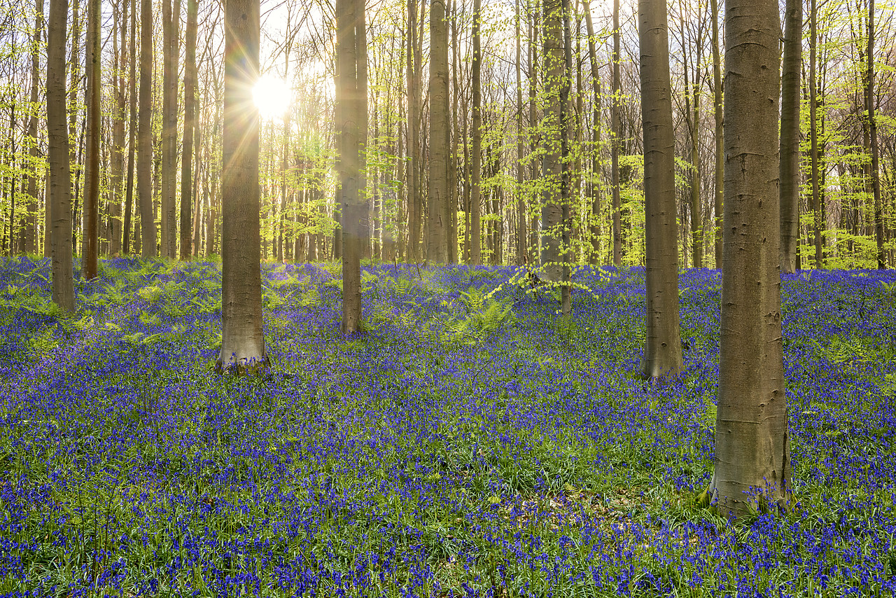 #170291-1 - Bluebell Flowers (Hyacinthoides non-scripta) Carpet Hardwood Beech Forest,  Hallerbos Forest, Belgium