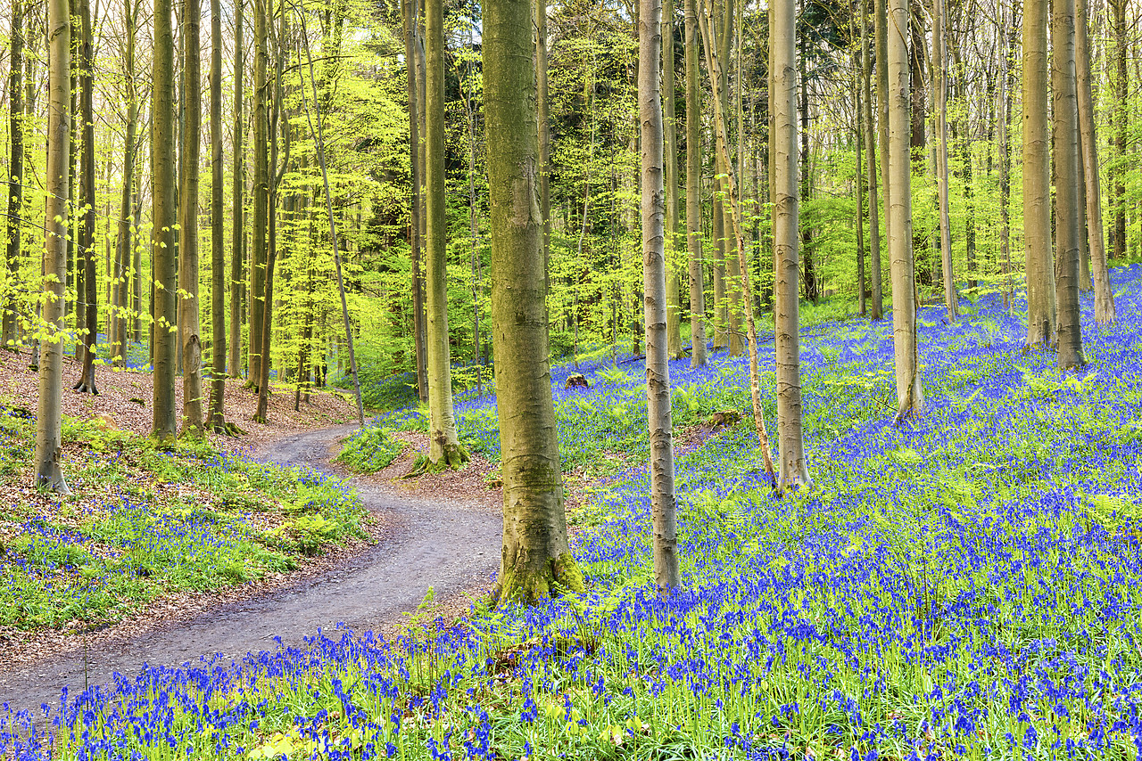 #170292-1 - Bluebell Flowers (Hyacinthoides non-scripta) Carpet Hardwood Beech Forest,  Hallerbos Forest, Belgium