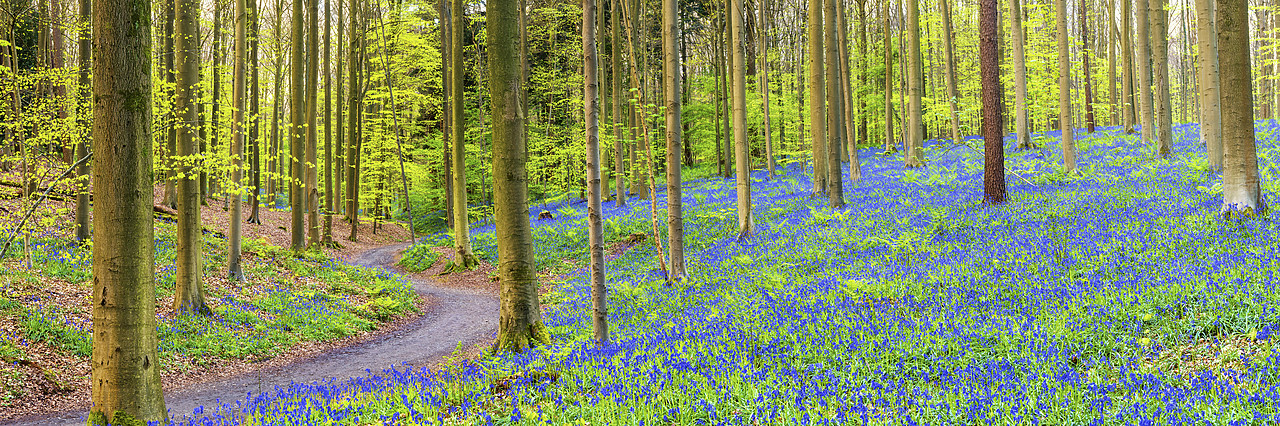 #170292-2 - Bluebell Flowers (Hyacinthoides non-scripta) Carpet Hardwood Beech Forest,  Hallerbos Forest, Belgium