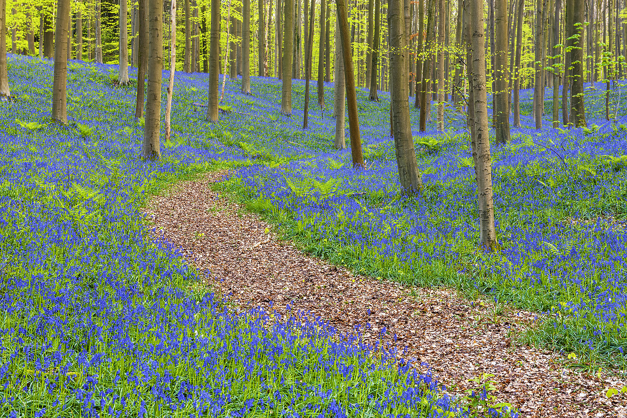 #170293-1 - Bluebell Flowers (Hyacinthoides non-scripta) Carpet Hardwood Beech Forest,  Hallerbos Forest, Belgium