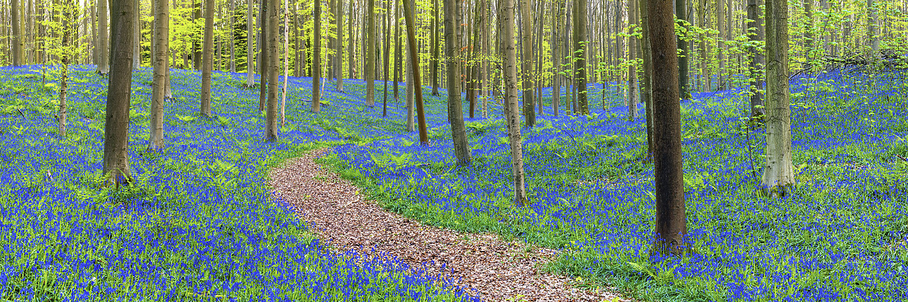 #170293-2 - Bluebell Flowers (Hyacinthoides non-scripta) Carpet Hardwood Beech Forest,  Hallerbos Forest, Belgium